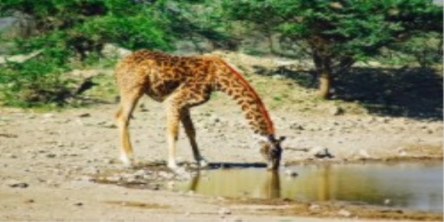 长颈鹿喝水怎么喝