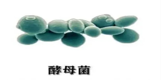 酵母菌是真菌还是细菌