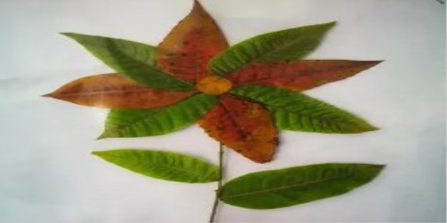 树叶画的制作方法是什么