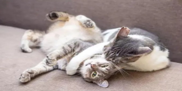 猫不养双什么意思