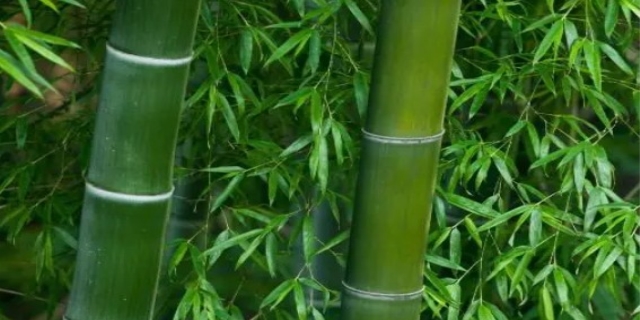 竹子是草还是树