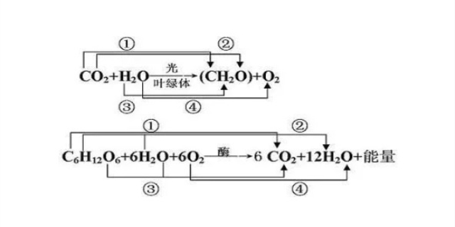 光合作用反应式是什么