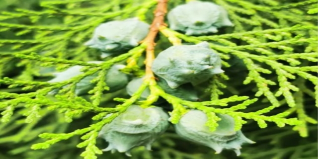 侧柏树介绍