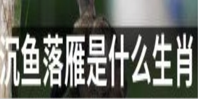 沉鱼落雁是什么生肖