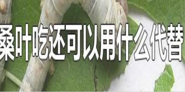 蚕吃的桑叶可以用什么代替