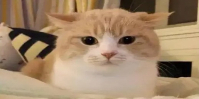 委屈的意思