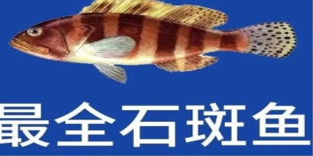 石斑鱼多少钱一斤