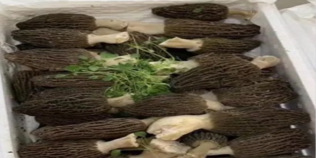 羊肚菌价格多少钱一斤2021