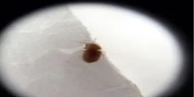 床上出现黑色硬壳小虫子是什么