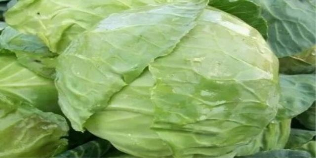 大头菜是什么