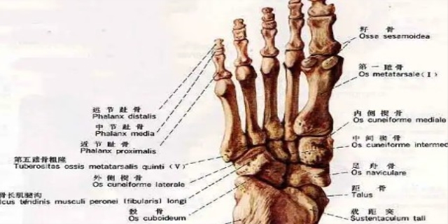 趾骨部位是什么