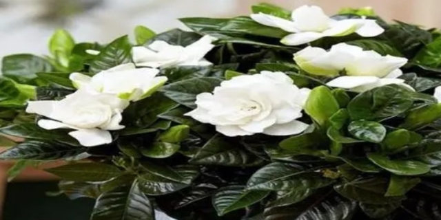 老人说养栀子花不吉利为什么