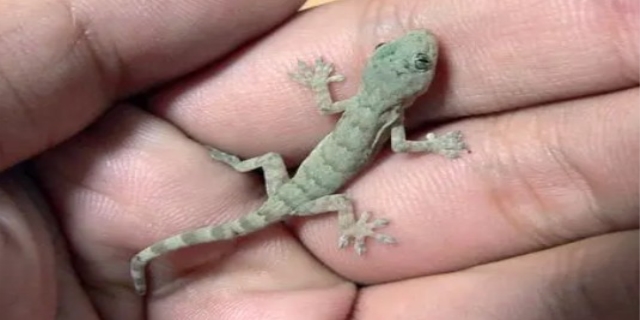 壁虎在家里是什么征兆