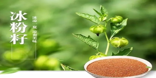 冰粉籽是什么植物