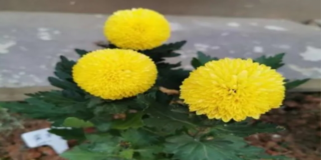 乒乓菊的养殖方法和注意事项