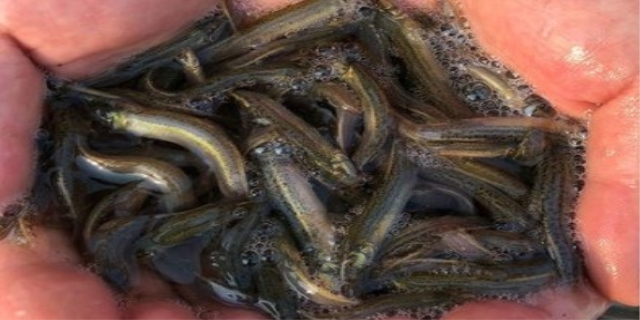 室内泥鳅养殖方法