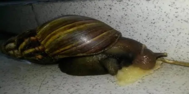 蜗牛能吃吗