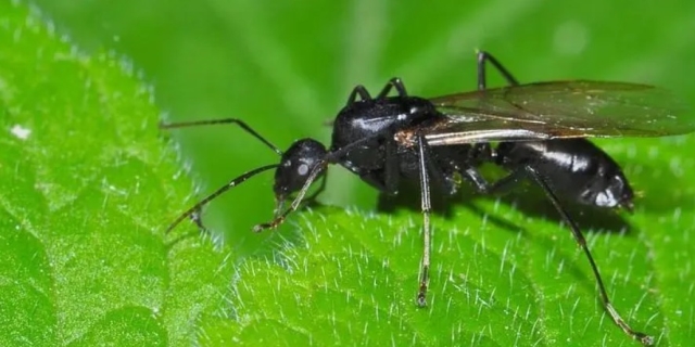 带翅膀的黑蚂蚁怎么消灭