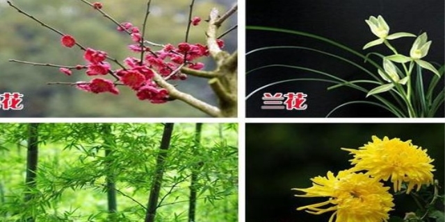 花中君子是哪四种花