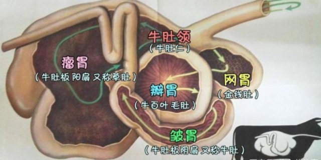 牛的胃哪个才是真正的胃