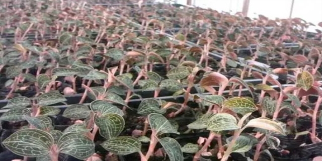 金线莲的种植技术与管理