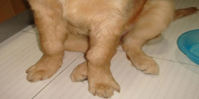 犬瘟多少天算撑过去了