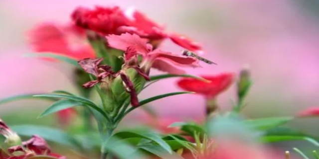 百般红紫斗芳菲的上一句是什么