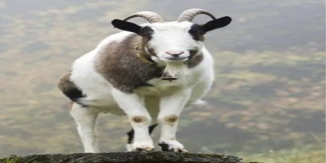 山羊是什么