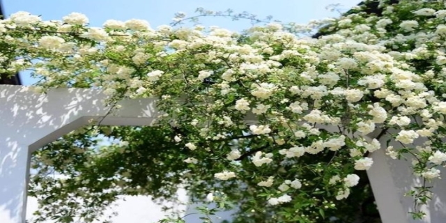 木香花的种植养护方法