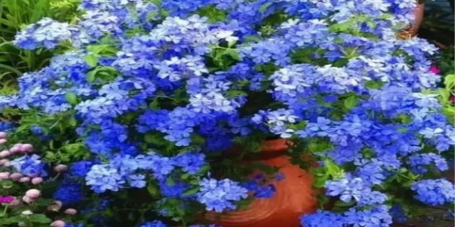 什么花好看又好养