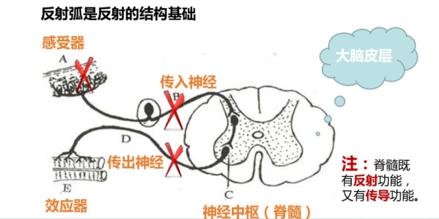 反射弧包括哪五个部分